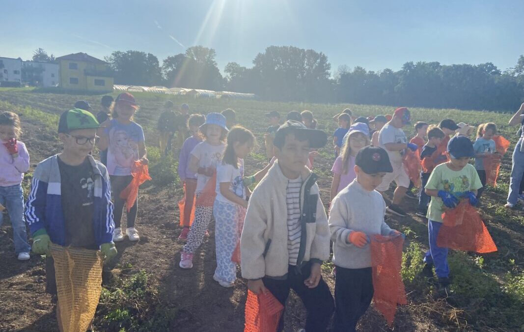 1C-09-2025-Irene´s Bauernladen-Kartoffelernte