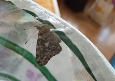 2B-06-2026-Von-der-Raupe-zum-Schmetterling